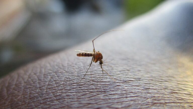 JO de Paris 2024 : dengue, chikungunya,… pourquoi la prolifération du moustique-tigre …